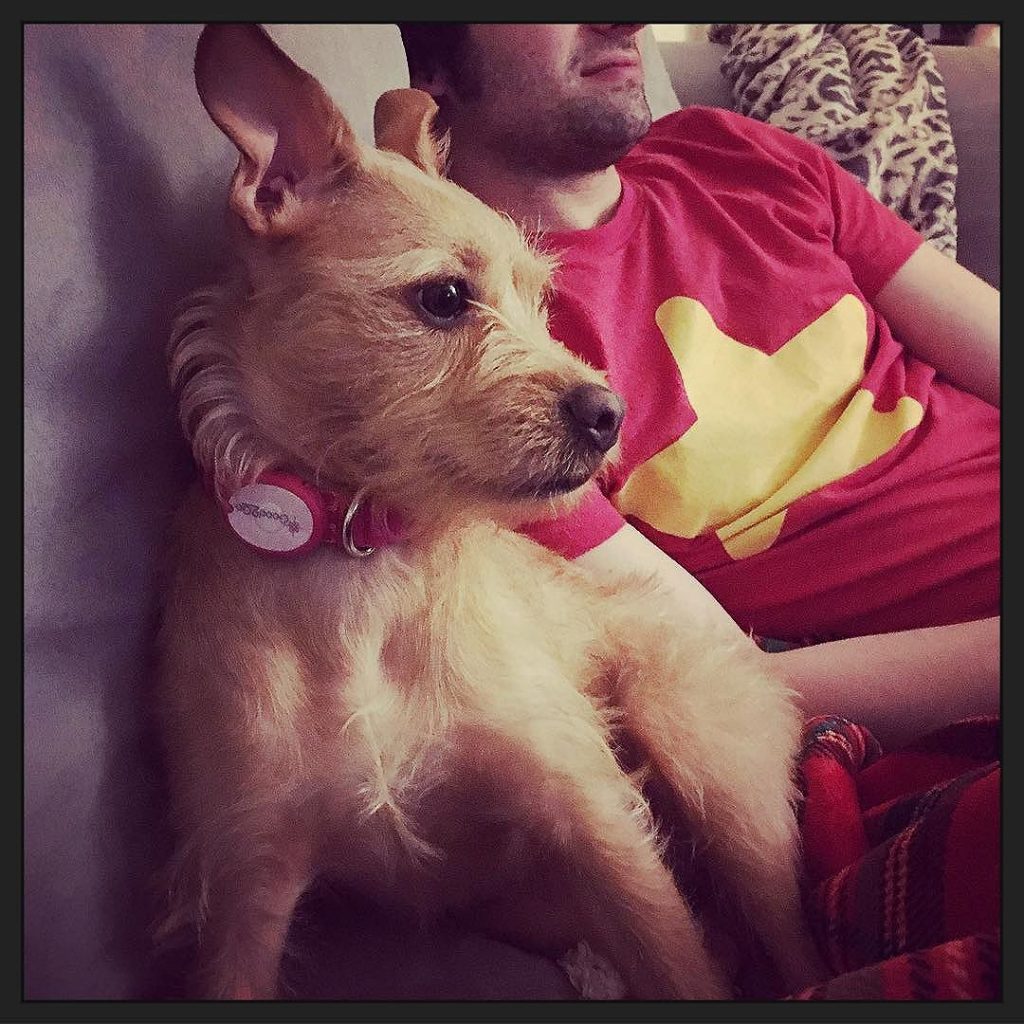 mike_truman's tweet photo. a pups and her pop #tvtime #likefatherlikedaughter #otatalum #otatpdxalum #otat #adoptdontshop #pupsessed #pupstagrqm #hachi #hachiko #dogsofinstagram #pupsofinstagram #rescuesofi https://t.co/w1y9F40xJE https://t.co/QREb9PvglZ