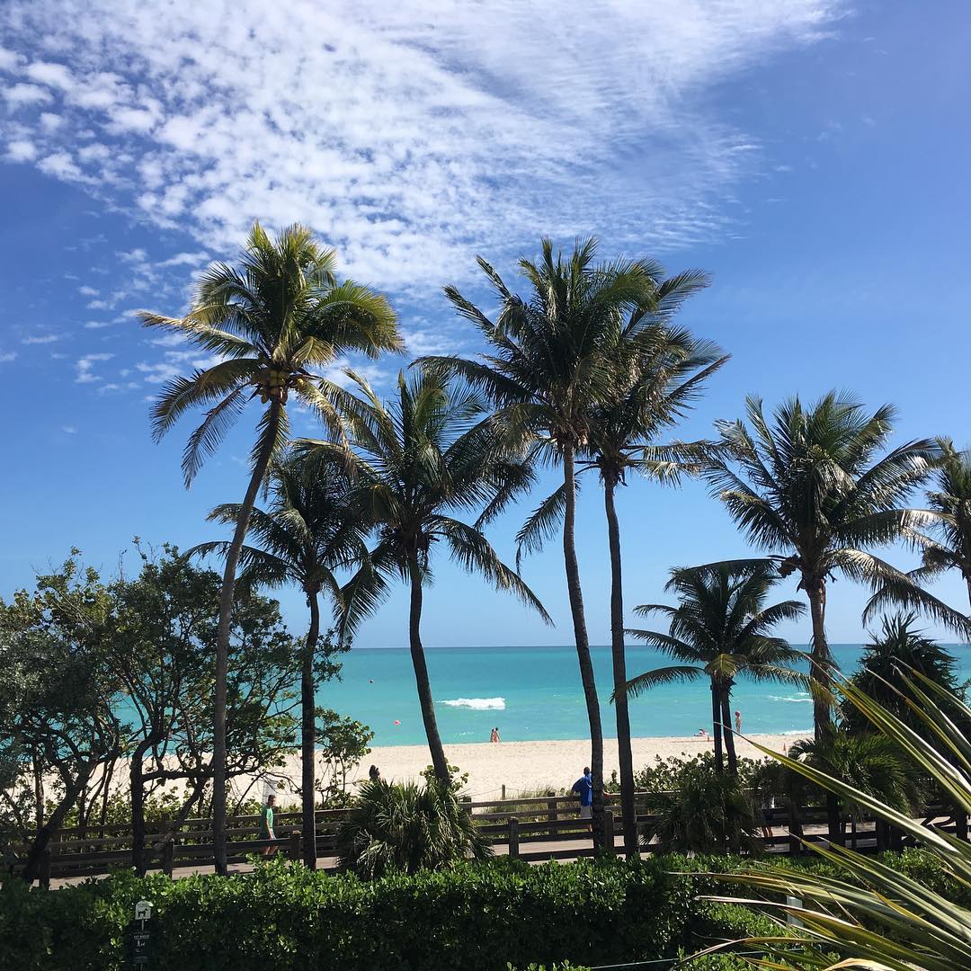Fontainebleau's tweet photo. Where there are palm trees, there's more paradise to be found. #Fontainebleau https://t.co/j0AeoP3N4j