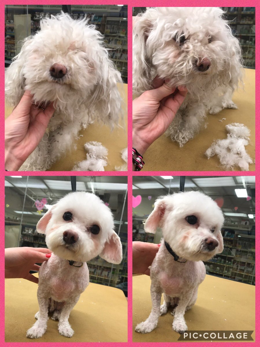 SNJDATHeather's tweet photo. Transformation Sunday 🌸week#2 #groomingacademy #futurepetstylists https://t.co/q20xD3GJ52