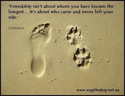 ShadowDogDesign tweet picture