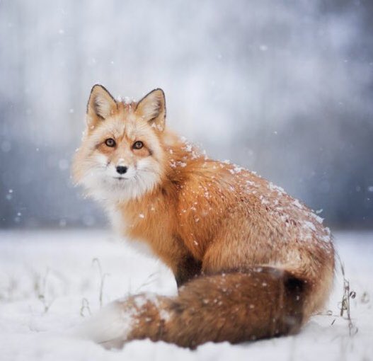 historya__'s tweet photo. من أجمل  المخلوقات ولاكن أمكرها على الاطلاق ......🦊 https://t.co/g9fZMLWrYf
