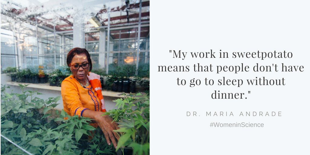 Dr. Maria Andrade, growing food security with climate smart biofortified orange fleshed-sweetpotato ow.ly/EA2F30id3yB #WomeninScience