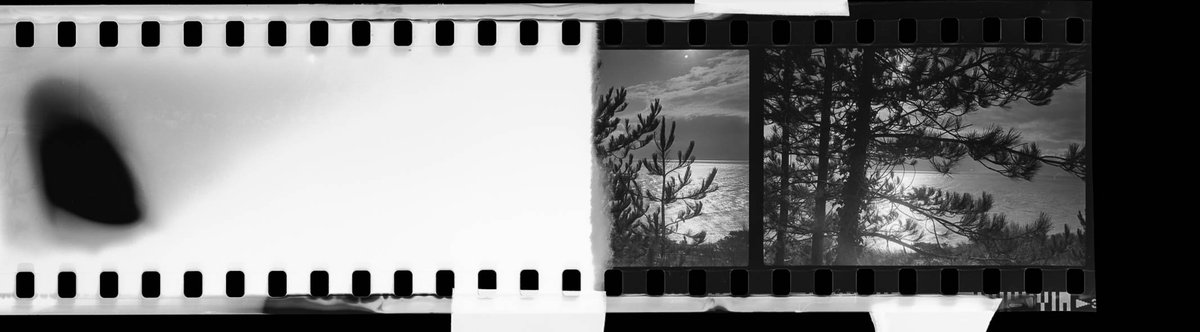 eyeseen's tweet photo. Beyond the whisper of the tree.Untitled.#Folkestone #filmisnotdead #BNW #photobook#hasegawatohaku #Folkestone @andysullivanbkd #photographer https://t.co/71TxYxu7yT