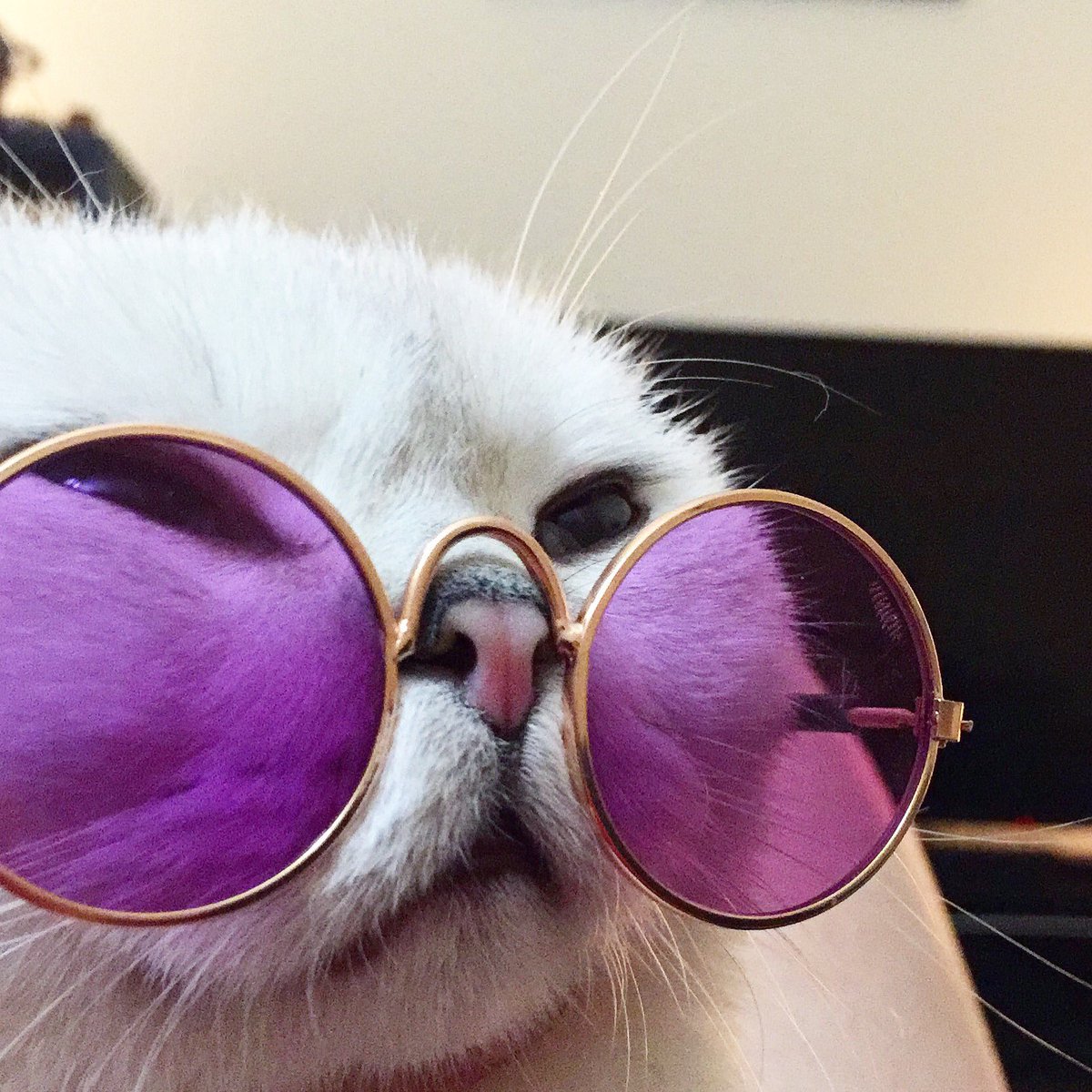 teddythefold's tweet photo. Teddy’s new sunglasses 🕶 #CatsOfTwitter https://t.co/L3pXoxrHlv