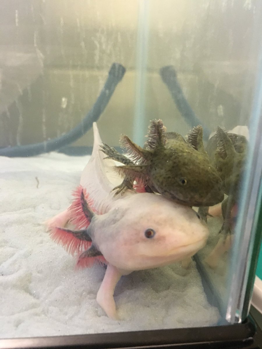ひろた まさに多頭飼いの私です ウパにも性格があって かみつき癖のある子もいました その子は別の水槽におります ふれあい がかわいいですよね