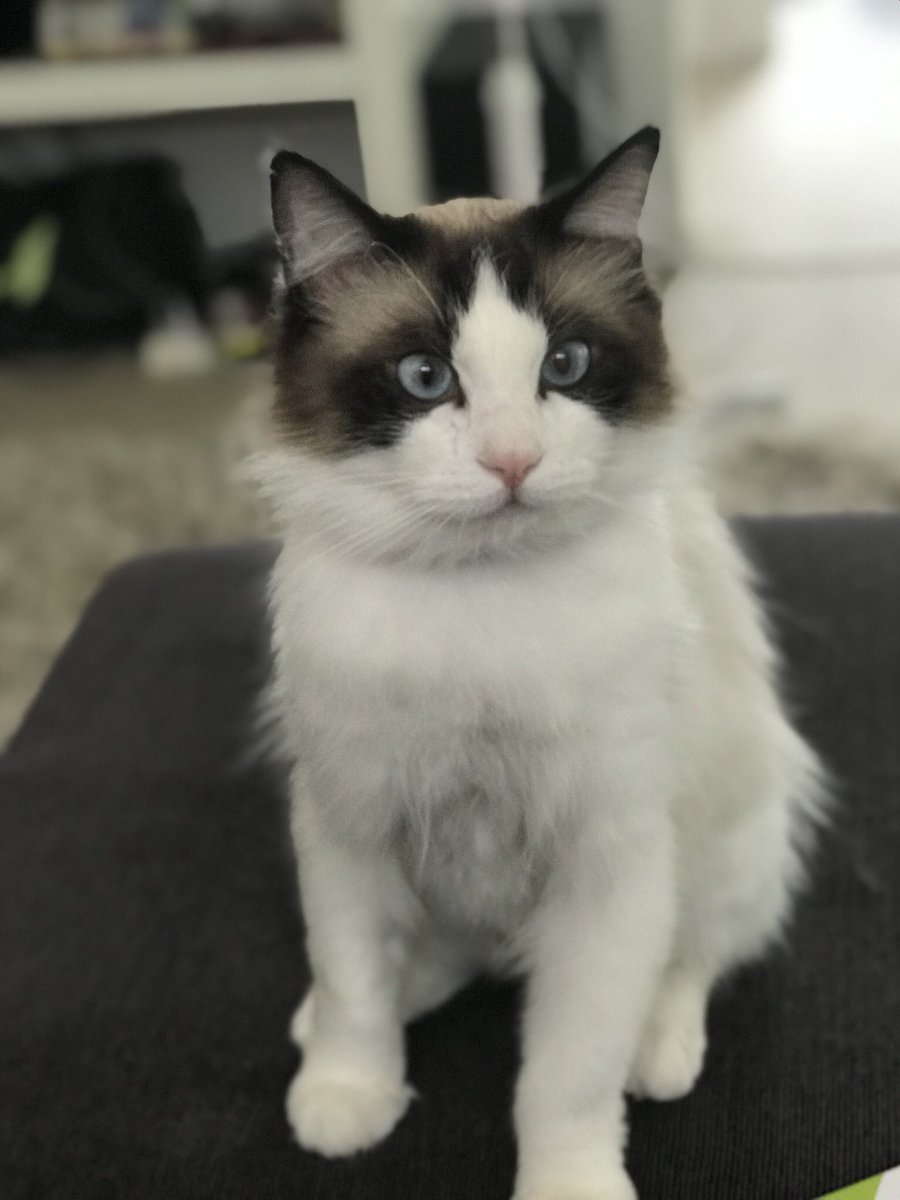 VickGwyn's tweet image. My mum told me the other night my #cat was getting fat &amp;amp; I’ve never felt so personally attacked. 

#anglesareeverything