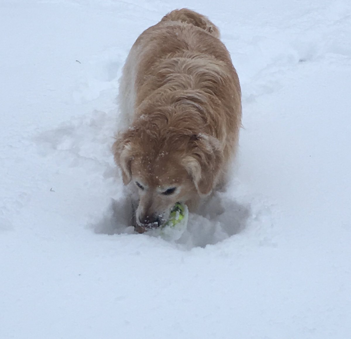 dpyette7's tweet photo. Search &amp; Rescue #Max#Baller https://t.co/JtuXf4AFit