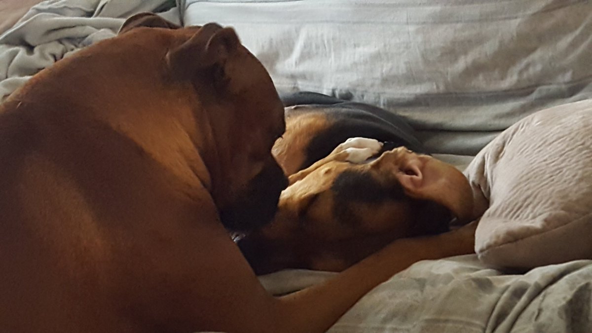milo_rocco's tweet photo. When we rescued Rocco he was heartworm positive.  This picture is Milo comforting Rocco after Rocco's first treatment.  💙💙💙 #brotherlylove @CIPYDPodcast https://t.co/tP4bjoe8qk