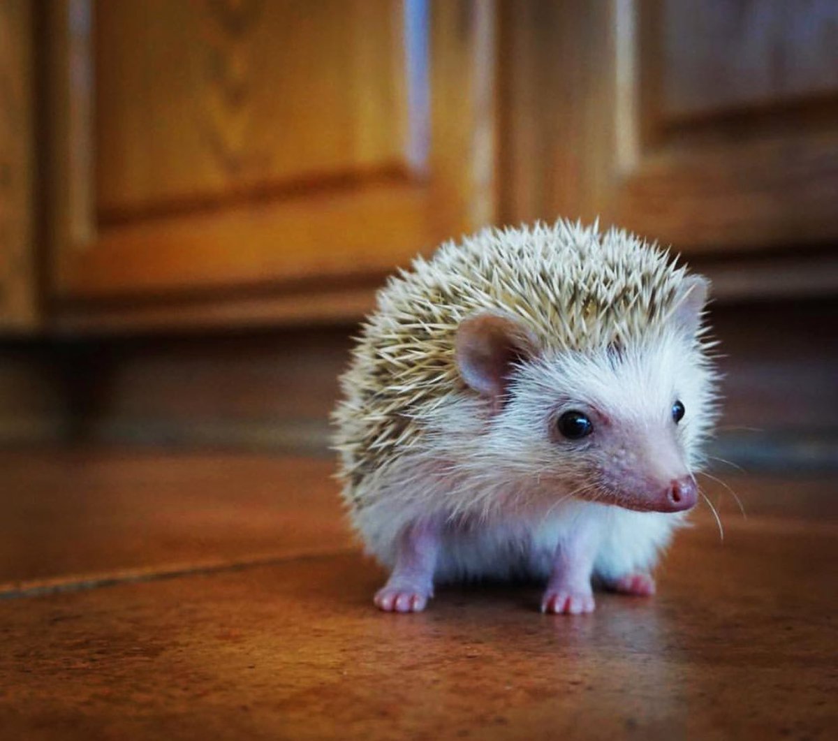 JugglinJosh's tweet photo. This is my pet hedgehog, Raisin. 🤗 https://t.co/vg6ighNsXt