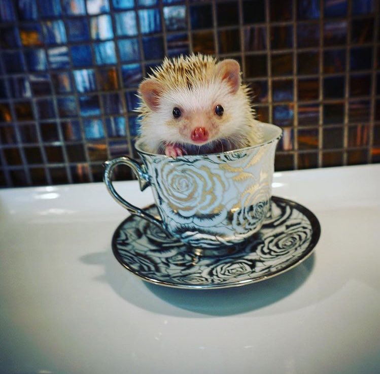 JugglinJosh's tweet photo. This is my pet hedgehog, Raisin. 🤗 https://t.co/vg6ighNsXt