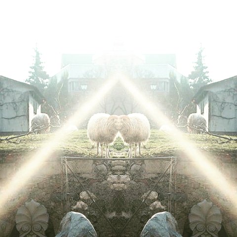 hansnoed's tweet image. #SheepContent