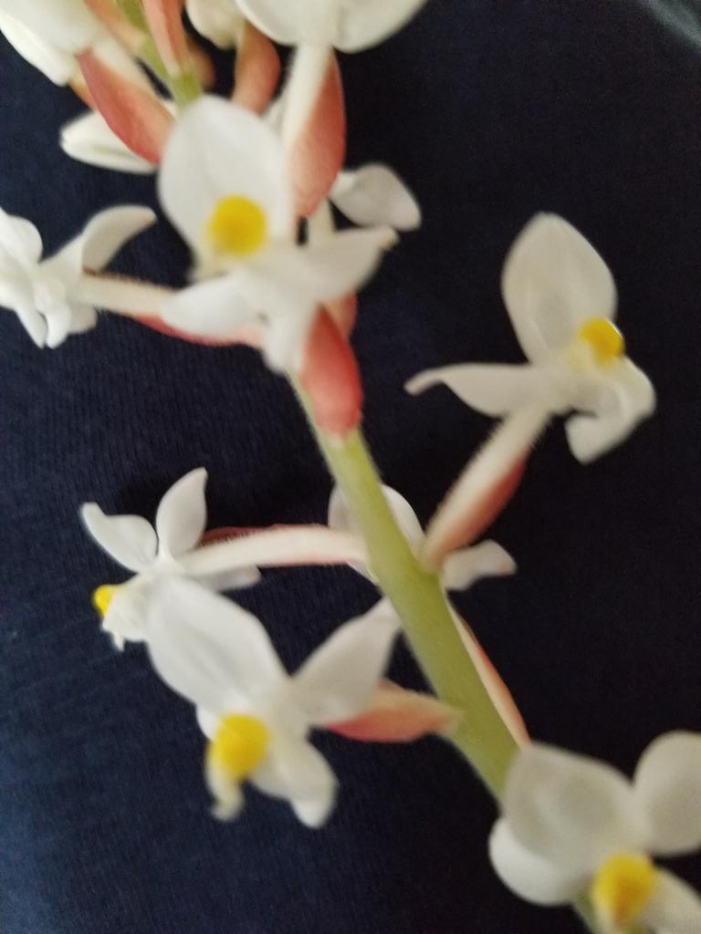 adelejenczyk1's tweet photo. #orchids #blooming my #jewelorchid has finally bloomed #orchidlover #orchidnovice https://t.co/HhyzmoXwS1