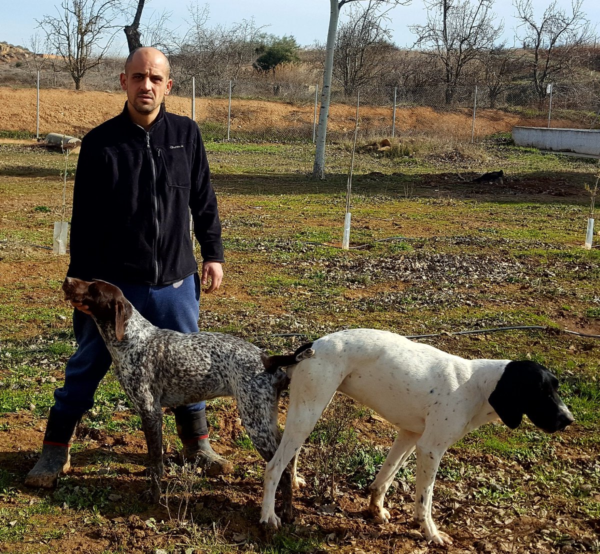 Próxima camada del Dogbrac!! Jaki de Vega Sauco x Rena del Gordoncillo.Reservas y mas información por privado gracias!!