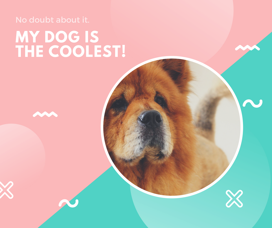 CanineCCC's tweet photo. Think YOU have the COOLEST dog?  Send in a picture of your "cool dog."
#dog #dogs #cooldogs #dogdaycare #doggiedaycare #concierge https://t.co/SHMBJbaAHe