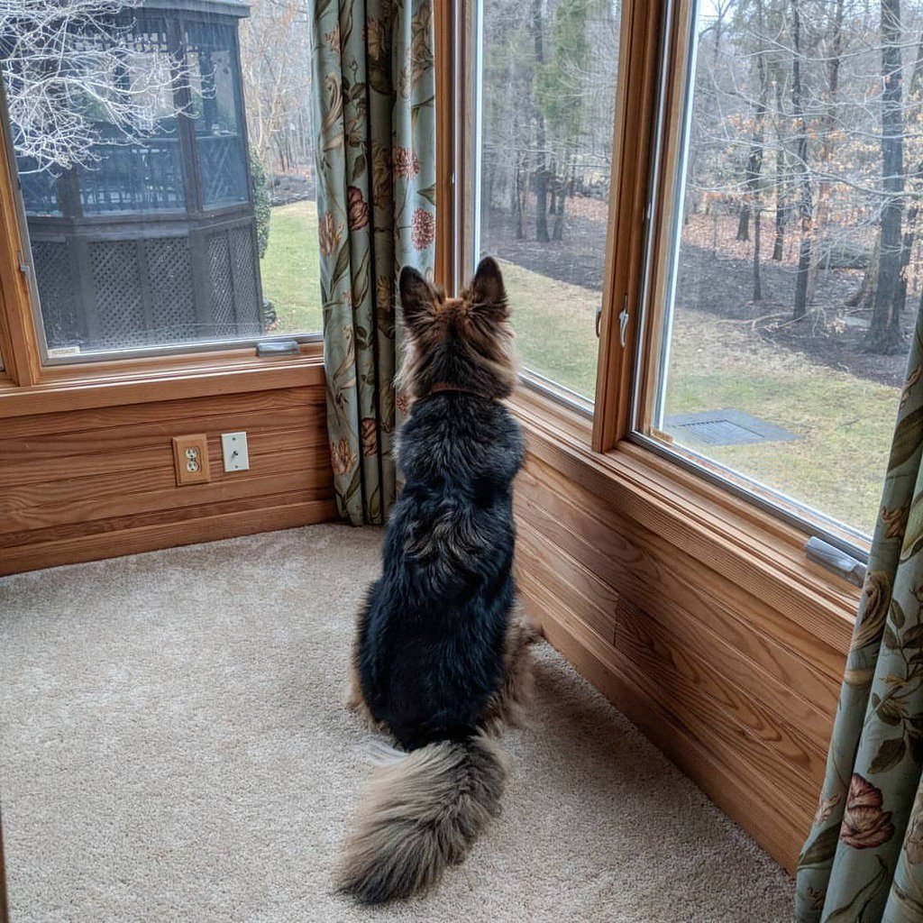 jram930's tweet photo. Guard dog https://t.co/byfZAN35ZQ