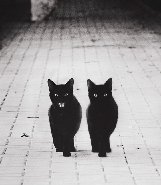 ForestBunnyShop's tweet photo. Black bandits
Follow us for more photos  😺
Thank You! ♥️
________________________________________
#kitties #cutekittens #kittensleep #aww #cutecats #littlekitty #kittens #catsandkittens #catlover #catowner #catlovers #cataddict #lovemycats #cuteness #dailycat #catfeatures #c https://t.co/Oi0JJ6tOjz