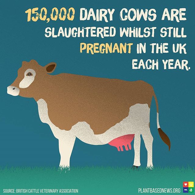 This is the reality of the dairy industry in the UK 🐮🥛🐄 #februdairy ift.tt/2ssokCm
