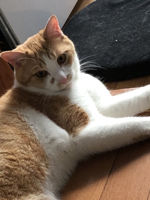 The Black Swan Rena さん がハッシュタグ れんコテ をつけたツイート一覧 1 Whotwi グラフィカルtwitter分析 The Black Swan Rena さん がハッシュタグ れんコテ をつけたツイート一覧 1 Whotwi グラフィカルtwitter分析