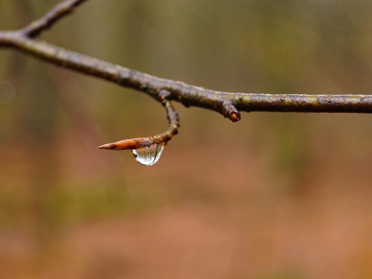 wichtig_w's tweet photo. Regen im Wald https://t.co/PU1Ohqc8Az