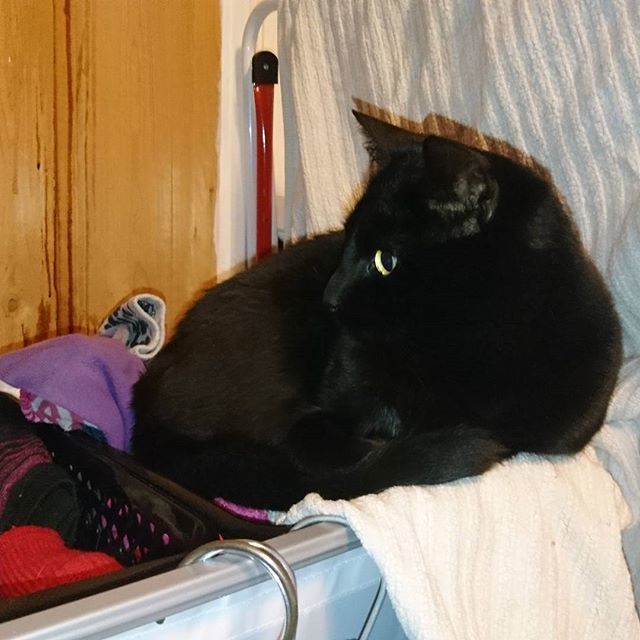 LindaUrsin's tweet photo. Perched on top of the laundry
#cats #catssofinstagram #blackcats #blackcatsofinstagram #instacat #artistpets #strangebirdphotos https://t.co/6dVtbfK57E https://t.co/D9EdeKeJkE