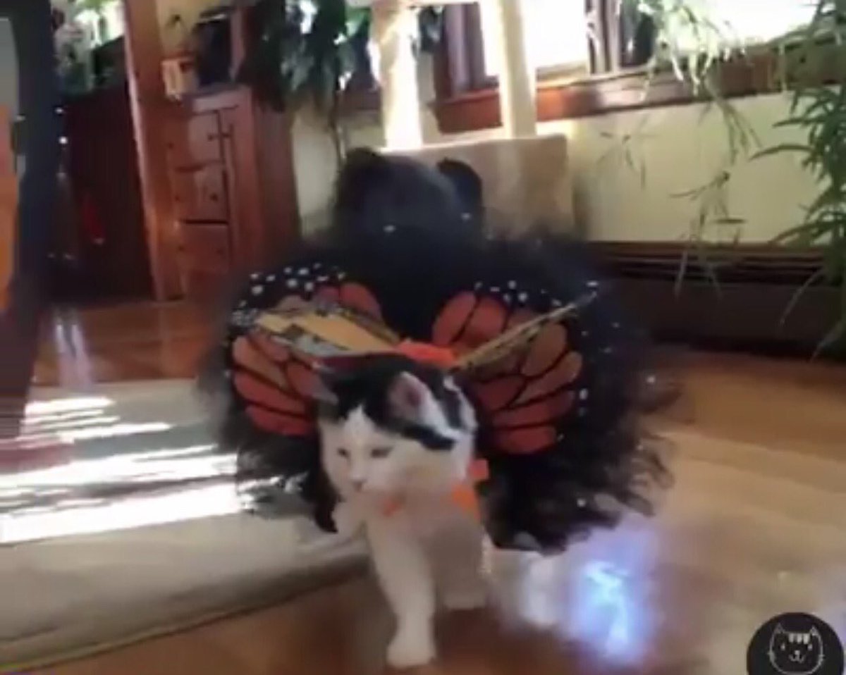 Varla Rey tweet media