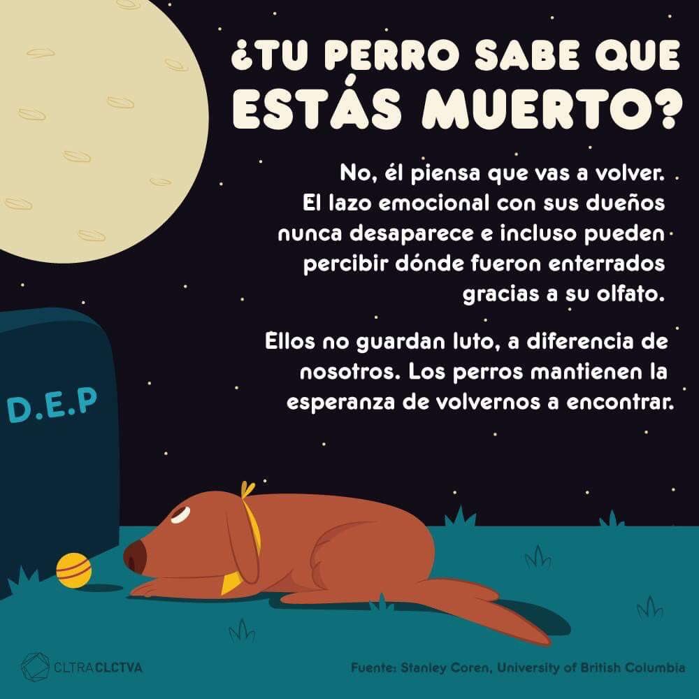DankroftK9's tweet photo. #SabiasQue https://t.co/w0ZFIxLCCb