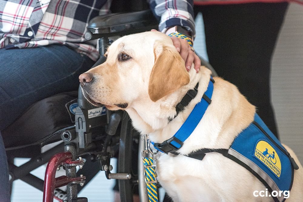 canineorg's tweet image. #ICYMI - We have 70 people participating in Team Training at our six regional centers across the country. They will graduate this Friday with new assistance dogs provided FREE of charge thanks to our donors, volunteers and supporters. #GiveADogAJob #WeAreIndependence