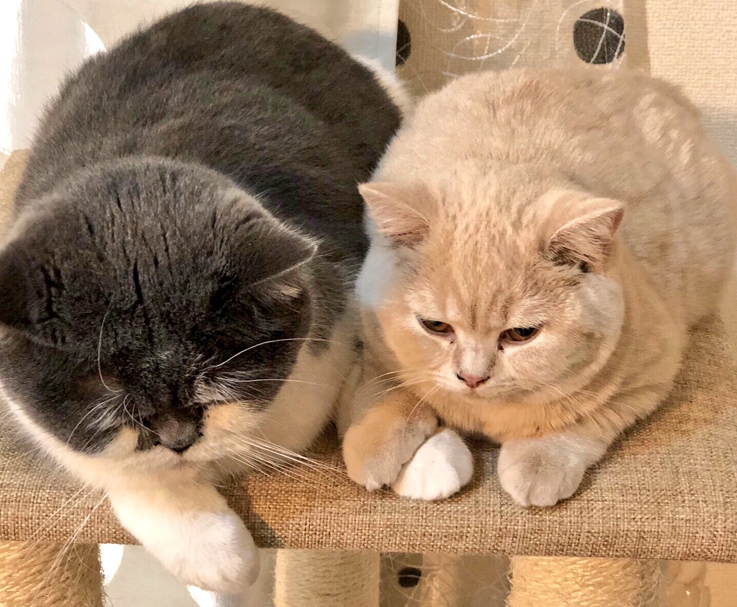 تويتر みかんとじろうさんち على تويتر ブログ更新しました じろうさんのことが大好きなみかんちゃんの姿を写真と共にお伝えします ねこナビ T Co 0cdvv7a7x6 T Co Eehj8woqjn