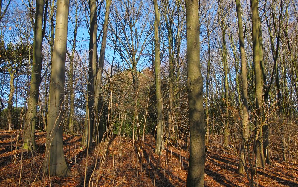 DurhamCouncil's tweet image. Want to help protect #CountyDurham&apos;s woodland? Volunteers are needed to help @WoodlandTrust&apos;s #Observatree project, which aims to protect our woods from #TreePests and diseases: ow.ly/W37k30iiQxM