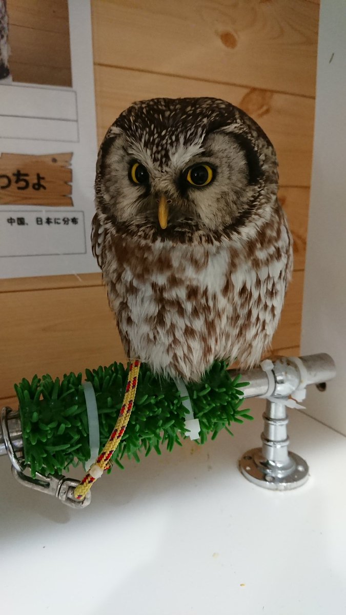 フクロウかわいい