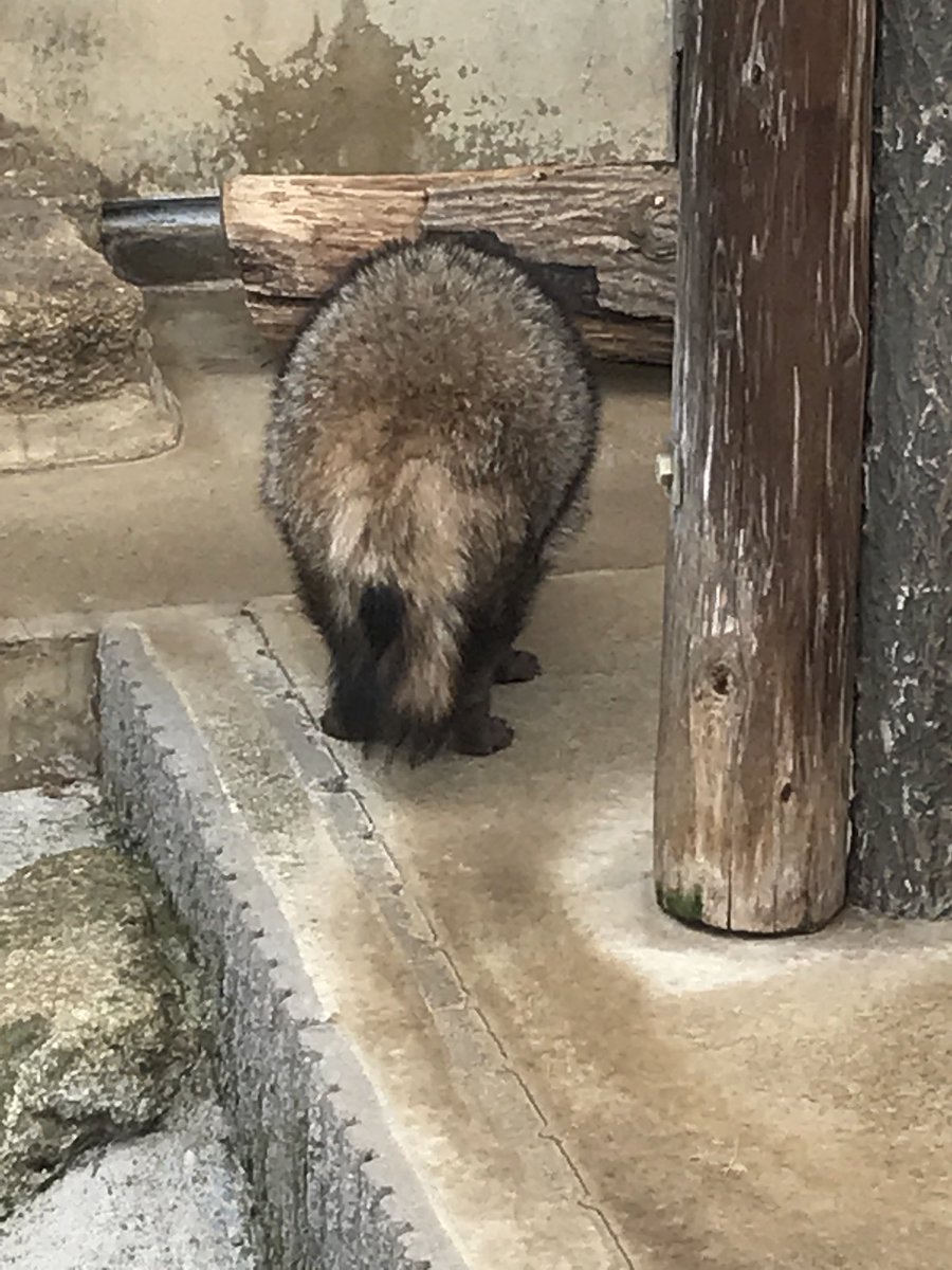 市川市動植物園 公式 後ろ姿からの 正面 特に意味はないですが 市川市動植物園 タヌキ T Co 2agkoc6mjn Twitter