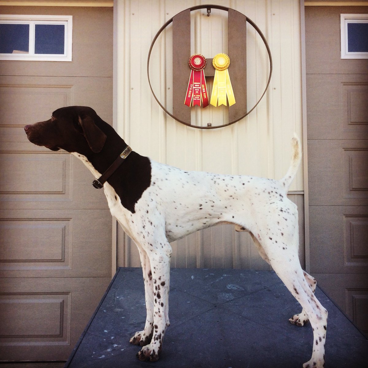 Circle H’s Tru Grit is as classy as they come!  #stud #handsome #circlehgundogs #gundog #quailforever #dtsystems #fetchingfeathers #gundogoftheday #gsp #getmanshorthairedpointer #akc #fieldtrial