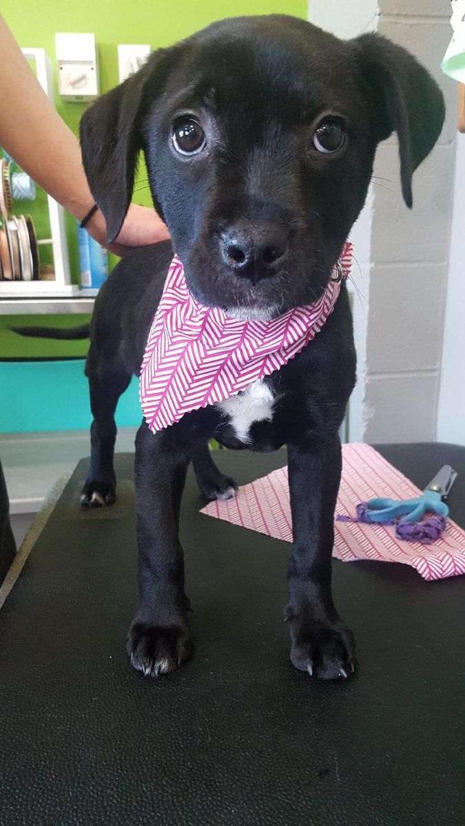 Something sweet for Sunday. #puppyeyes #firstbath  #olludogs