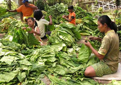 In six of the top 10 tobacco growing countries asignificant share of the population isundernourished #APACT12th apact.org