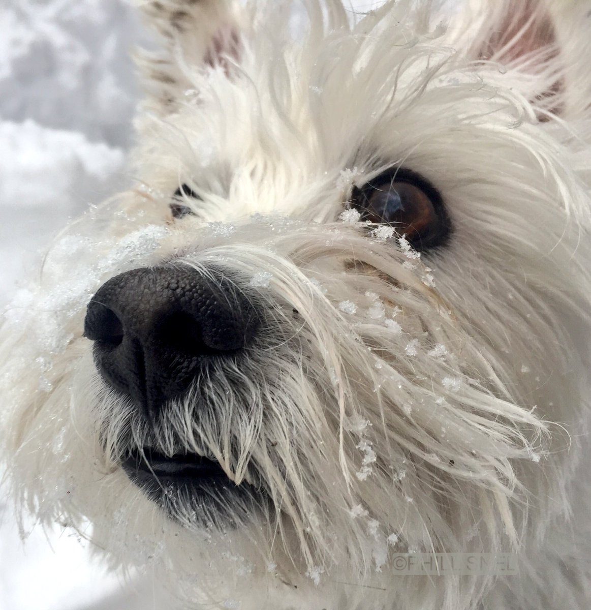 Little #fuzzybuddy loves his roll in the snow!  #Westie #WestHighlandWhiteTerrier #westhighlandterrier #westielife #dog #winter #lovedogs #doglife #doglovers #doglove #doglover #photooftheday  #bestpetever #snowvovered #cutenessoverload #details #detailshot #snowflakes #snowfun