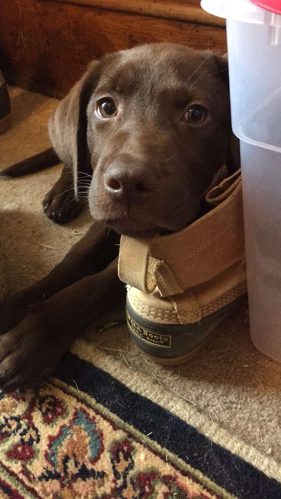 jarkdr's tweet photo. My #llbean boots are 16 years old.  Hardly showing any wear.  They’re just getting worn in. Worth every penny with or without #lifetimeguarantee https://t.co/8p9GZJUwVY