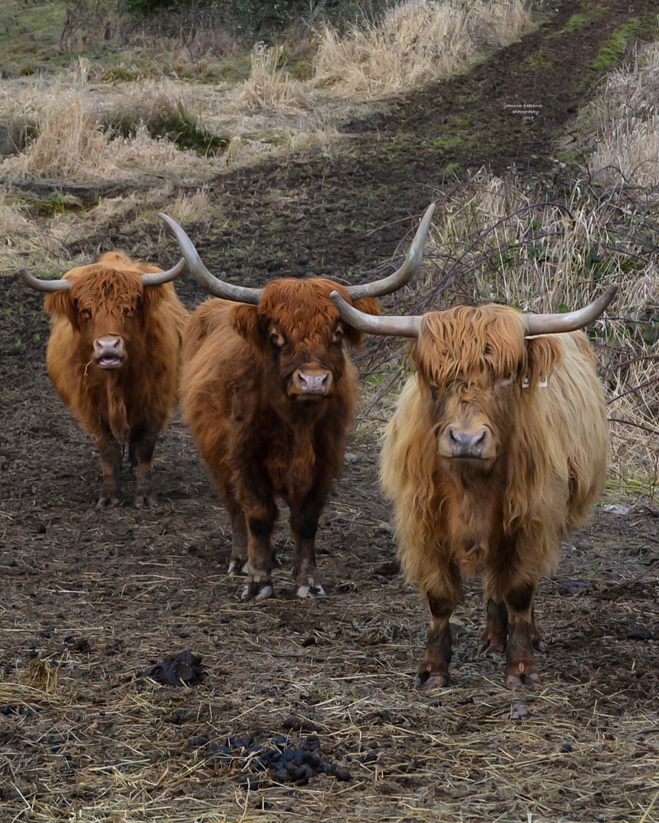 jo_annie42's tweet photo. #ScottishHighlanders #thatcuteface #MyPhotography #animalphotography #PhotoOfTheNight #Nikon #photographer #photographyeveryday https://t.co/Jgr40406SW