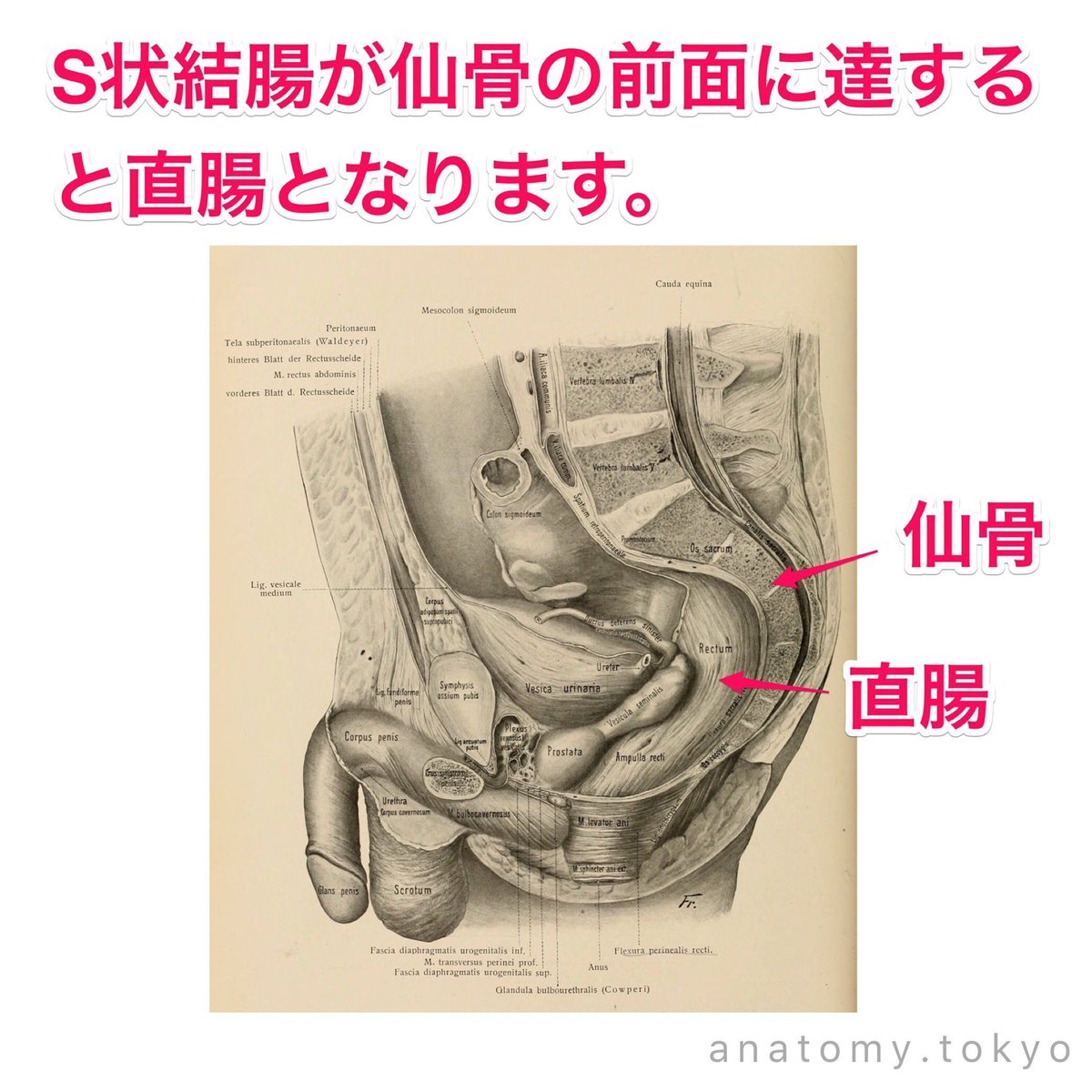 S 状 結腸 結腸 Amp Petmd Com