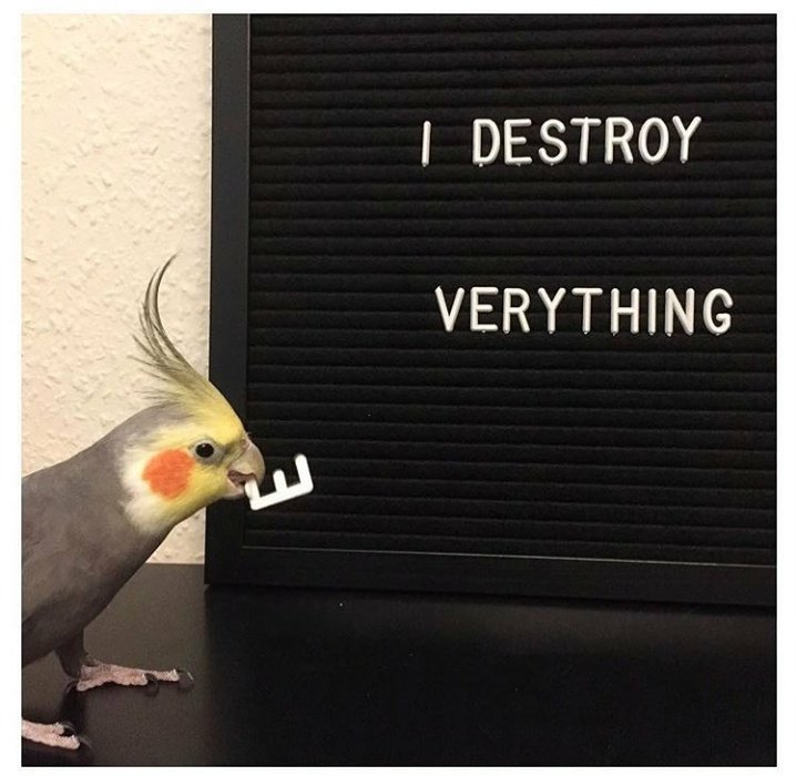Me tweet media