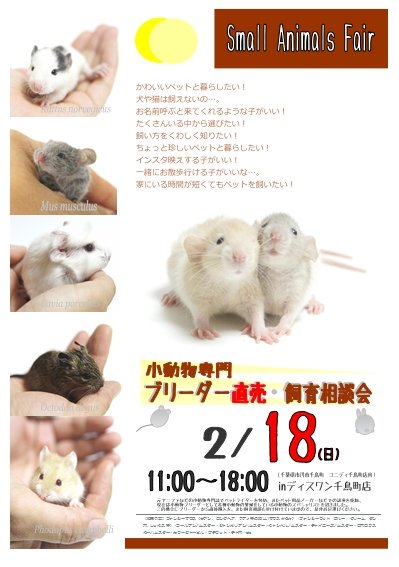O Xrhsths Shippobank ファンシーラット ファンシーマウス ハムスター販売 Sto Twitter 告知 直売 飼育相談会開催 2 17 土 コーナン店内港北インター店第2回 住所 神奈川県横浜市都筑区 折本町191番地 アクセス バス及び第三京浜港北インター1分 2 18 O Xrhsths Shippobank ファンシーラット ファンシーマウス ハムスター販売 Sto Twitter 告知 直売 飼育相談会開催 2 17 土 コーナン店内港北インター店第2回 住所 神奈川県横浜市都筑区 折本町191番地 アクセス バス及び第三京浜港北インター1分 2 18