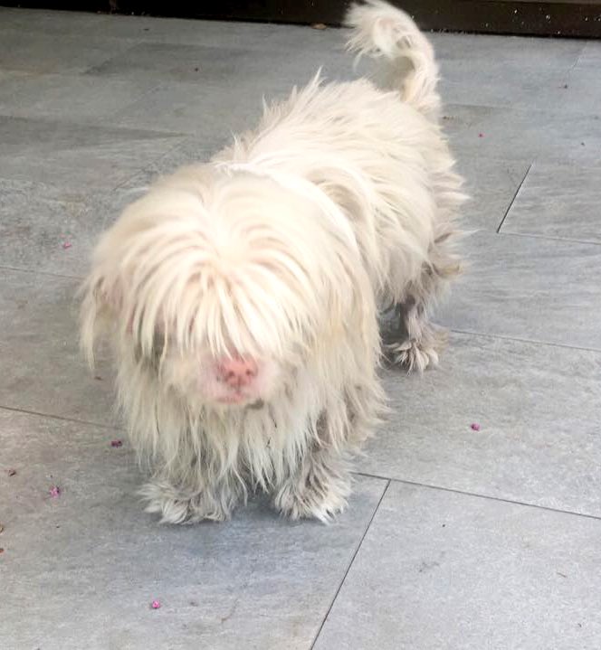 carolinapinoc's tweet photo. Chicos, se busca familia para shitzu Albino y viejito... necesita familia para sus últimos años por favor! Stgo. https://t.co/Fq2SrFPkh5