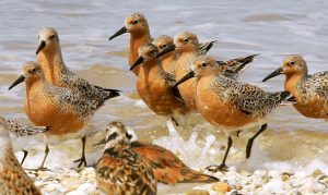 wildlifenj's tweet photo. Red knot numbers down in wintering grounds https://t.co/V5FyQ8XZ7P https://t.co/hPWxJM1ICa