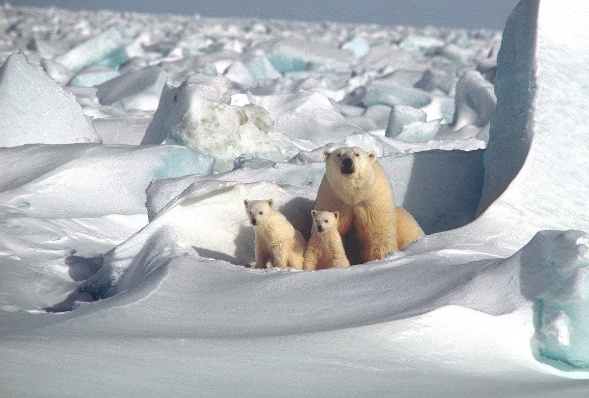 Passend am Tag des #Eisbären - deftige Minustemperaturen auch in Deutschland. Manchmal wären wir auch gerne besser isoliert! Ein weiteres Argument für den Kampf gegen die Klimaerwärmung (die macht es auch kälter!) #cold #polarbear #ClimateChange