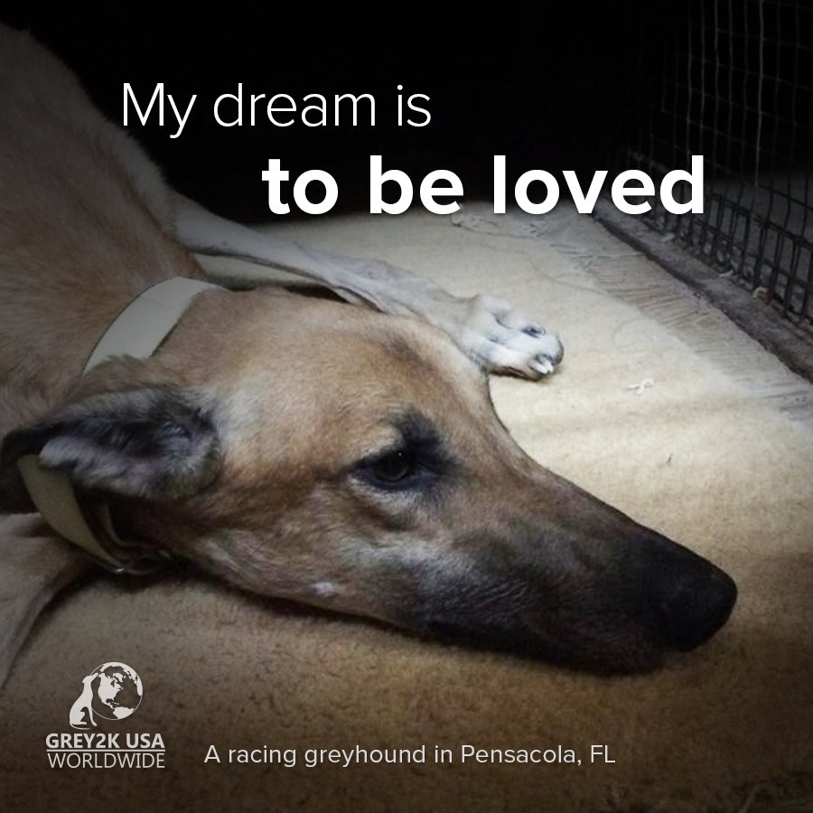 GREY2KUSA's tweet photo. Learn all the ways you can join the fight to end dog racing: https://t.co/pibpmFzGmT #EndGreyhoundRacing https://t.co/TIHeWkIjAL