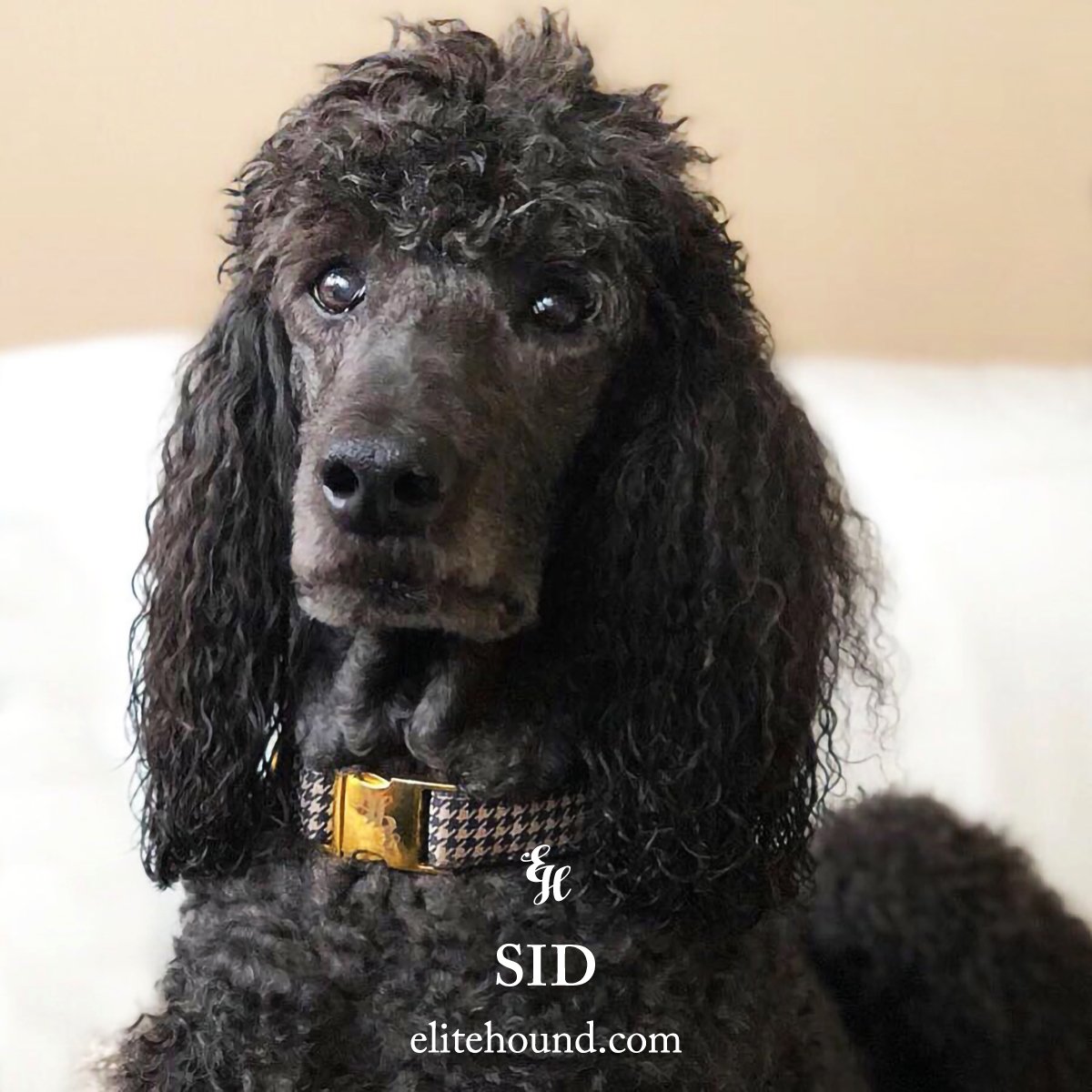 A super-elegant Sid with his Elite Hound signature collar.