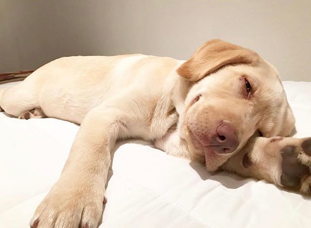 Can’t. Getz. Up. 😴 @gromthelab #mondaze #mondaymorning #PupBox