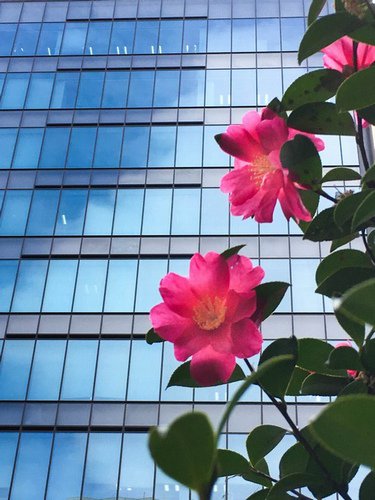 unknownself_'s tweet image. バイトの昼休み。花とビルの色合いが綺麗だった。
Pink flowers with blue background. #茅場町 #iPhoneSE #cityscape #tokyo