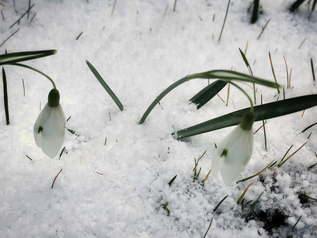 Snowdrops right where they should be #uksnow