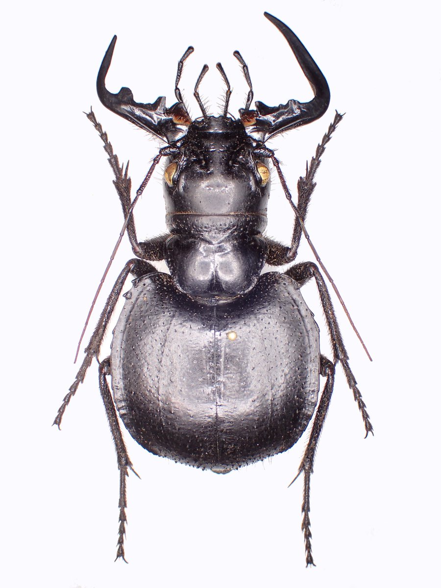 オオエンマハンミョウの洋書 図鑑 Manticora TAITA出版 Manticora