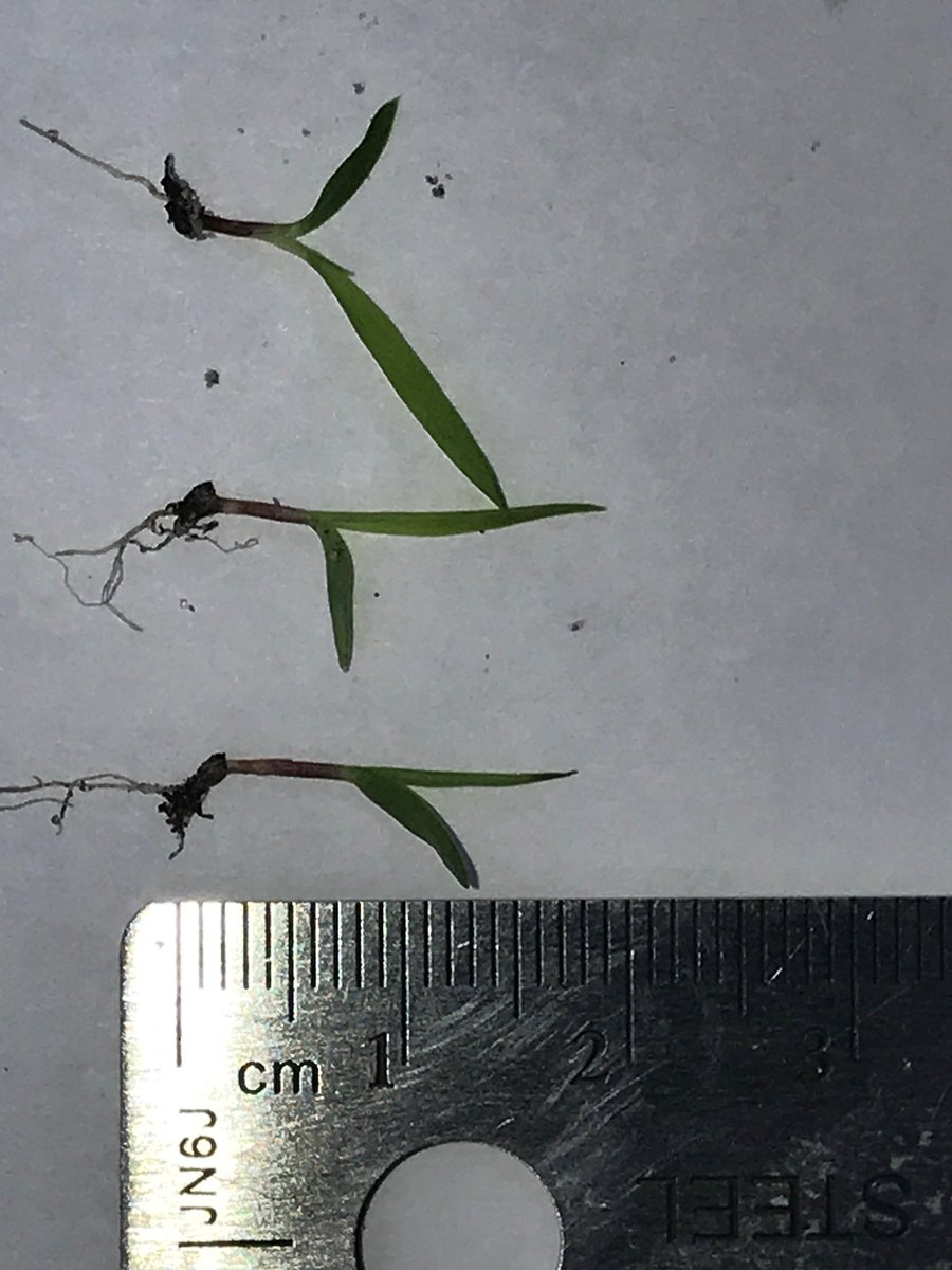 Crabgrass emerged in Wilmington, NC, Myrtle Beach, SC, and Pinehurst.  Hope we have another good frost #crabgrass #turfweedcontrol